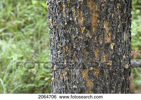 Dead Lodgepole Pine As A Result Of The Mountain Pine Beetle. Manning Provincial Park, B. C. View Large Photo Image Stock Photograph - Dead Lodgepole Pine As A Result Of The Mountain Pine Beetle. Manning Provincial Park, B. C.. Fotosearch