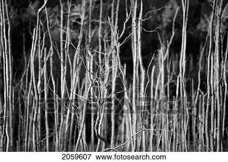 Stock Photo - Dead Trees In A Swamp. Fotosearch