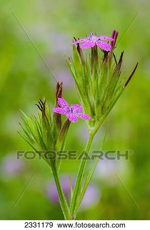 Stock Photo - Deptford pink wildflowers hocking hills state park; Ohio united states of america. Fotosearch