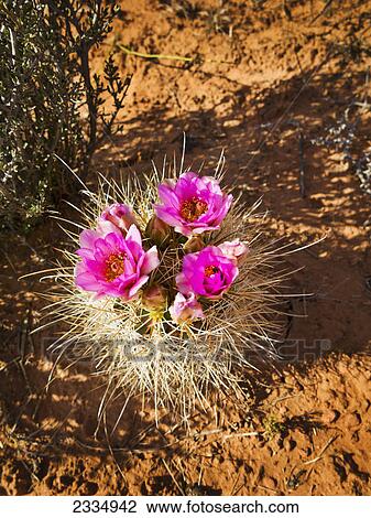 Stock Image - Desert cactus with pink blossoms; Hanksville utah united states of america. Fotosearch