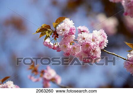 Detail Of Cherry Tree Blossom, Canada, Ontario View Large Photo Image Stock Image - Detail Of Cherry Tree Blossom, Canada, Ontario. Fotosearch
