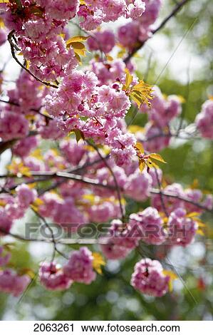 Stock Image - Detail Of Cherry Tree In Bloom, Canada, Ontario. Fotosearch