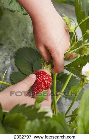 Detail of child's hand picking organiclly grown Strawberries out of a raised bed garden, Anchorage, Southcentral Alaska, USA. MR Smith-Pia-Marie View Large Photo Image Stock Photo - Detail of child's hand picking organiclly grown Strawberries out of a raised bed garden, Anchorage, Southcentral Alaska, USA. MR Smith-Pia-Marie. Fotosearch