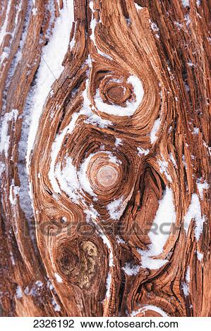 Stock Image - Detail of dead spruce log and snow in winter; Whittier alaska united states of america. Fotosearch