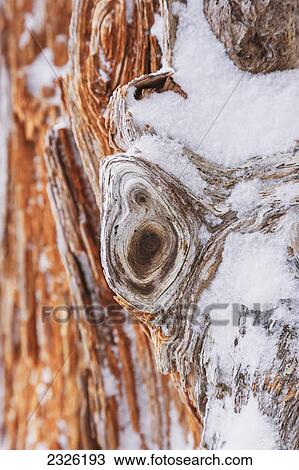 Detail of dead spruce log and snow in winter; Whittier alaska united states of america View Large Photo Image Stock Image - Detail of dead spruce log and snow in winter; Whittier alaska united states of america. Fotosearch