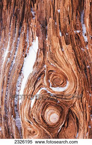 Stock Photography - Detail of dead spruce log and snow in winter; Whittier alaska united states of america. Fotosearch