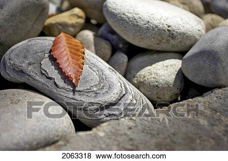 Stock Photo - Detail Of Leaf On Stone, Canada, Ontario. Fotosearch