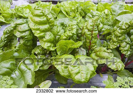 Stock Image - Detail of organiclly grown Swiss Chard in a raised bed garden, Anchorage, Southcentral Alaska, USA. PR Smith-Kevin. Fotosearch