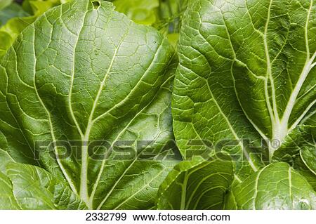 Detail of organiclly grown Swiss Chard in a raised bed garden, Anchorage, Southcentral Alaska, USA. View Large Photo Image Stock Photo - Detail of organiclly grown Swiss Chard in a raised bed garden, Anchorage, Southcentral Alaska, USA.. Fotosearch