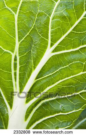 Stock Photo - Detail of organiclly grown Swiss Chard in a raised bed garden, Anchorage, Southcentral Alaska, USA.. Fotosearch