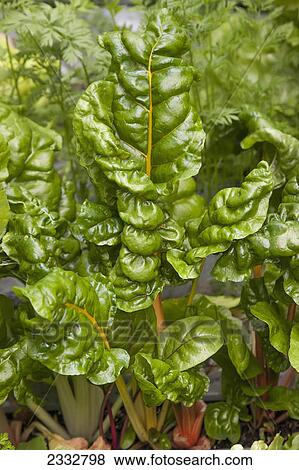 Stock Photo - Detail of organicly grown Swiss Chard in a raised bed garden, Anchorage, Southcentral Alaska, USA.. Fotosearch