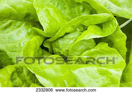 Stock Photograph - Detail of raised bed home grown Butter Crunch Lettuce, organiclly grown, Anchorage, Southcentral Alaska, USA.. Fotosearch