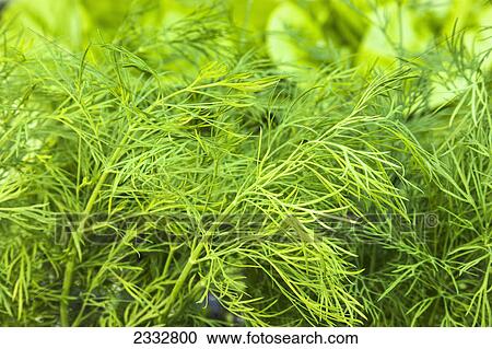 Stock Image - Detail of raised bed home-grown Dill, organiclly grown, Anchorage, Southcentral Alaska, USA.. Fotosearch