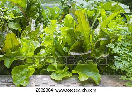 Picture - Detail of raised bed home grown mixed salad greens, organiclly grown, Anchorage, Southcentral Alaska, USA.. Fotosearch
