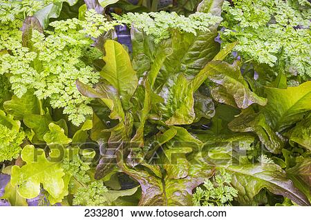 Detail of raised bed home grown mixed salad greens, organiclly grown, Anchorage, Southcentral Alaska, USA. View Large Photo Image Stock Image - Detail of raised bed home grown mixed salad greens, organiclly grown, Anchorage, Southcentral Alaska, USA.. Fotosearch