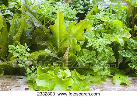 Stock Image - Detail of raised bed home grown mixed salad greens, organiclly grown, Anchorage, Southcentral Alaska, USA.. Fotosearch