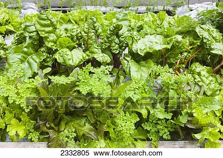 Detail of raised bed home grown mixed salad greens, organiclly grown, Anchorage, Southcentral Alaska, USA. View Large Photo Image Stock Photography - Detail of raised bed home grown mixed salad greens, organiclly grown, Anchorage, Southcentral Alaska, USA.. Fotosearch
