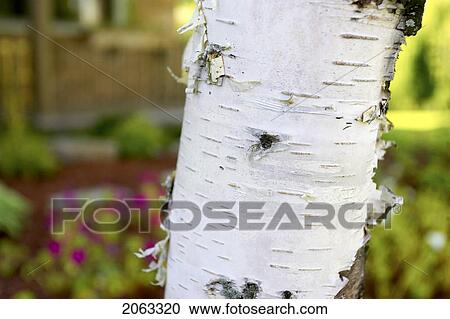 Detail Of White Birch, Tree Trunk, Canada, Ontario View Large Photo Image Stock Image - Detail Of White Birch, Tree Trunk, Canada, Ontario. Fotosearch