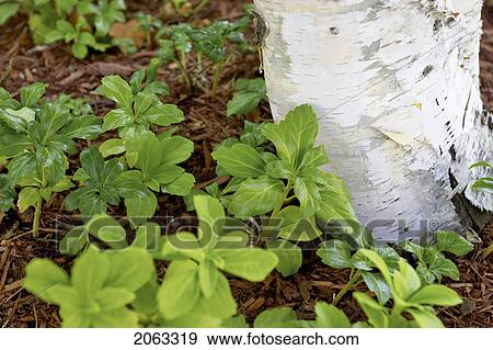 Stock Photo - Detail Of White Birch, Tree Trunk Surrounded By Green Foliage, Canada, Ontario. Fotosearch