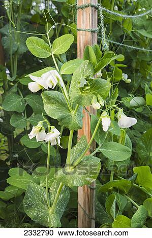 Detail organiclly grown Snap Peas out of a raised bed garden, Anchorage, Southcentral Alaska, USA. View Large Photo Image Stock Image - Detail organiclly grown Snap Peas out of a raised bed garden, Anchorage, Southcentral Alaska, USA.. Fotosearch