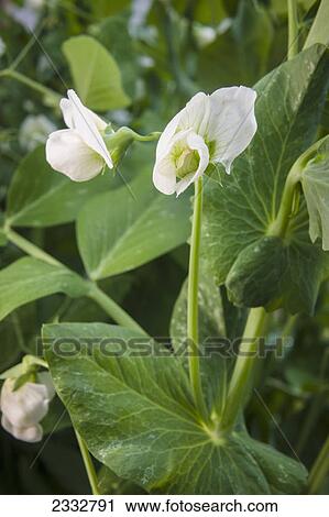 Stock Image - Detail organiclly grown Snap Peas out of a raised bed garden, Anchorage, Southcentral Alaska, USA.. Fotosearch