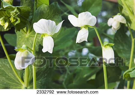 Stock Image - Detail organiclly grown Snap Peas out of a raised bed garden, Anchorage, Southcentral Alaska, USA.. Fotosearch