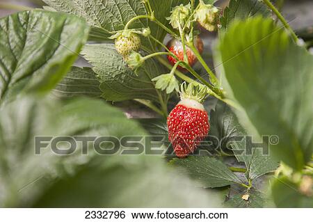 Detail organiclly grown Strawberries out of a raised bed garden, Anchorage, Southcentral Alaska, USA. View Large Photo Image Stock Photograph - Detail organiclly grown Strawberries out of a raised bed garden, Anchorage, Southcentral Alaska, USA.. Fotosearch