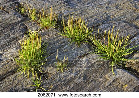 Details Of Ocean Shoreline At Low Tide At Blue Rocks, Nova Scotia View Large Photo Image Stock Image - Details Of Ocean Shoreline At Low Tide At Blue Rocks, Nova Scotia. Fotosearch