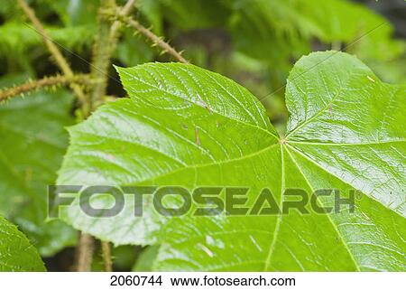 Picture - Devils Club (Oplopanax Horridus) In Olympic National Park. Fotosearch