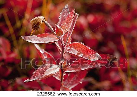 Stock Image - Dew drops on red leaves of river beauty / dwarf fireweed (epilobium latifolium) in autumn denali national park; Alaska united states of america. Fotosearch