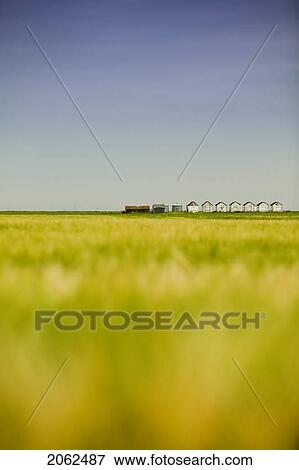 Stock Photo - Distant Row Of Granaries, Barley Field In Foreground, Saskatchewan, Canada. Fotosearch