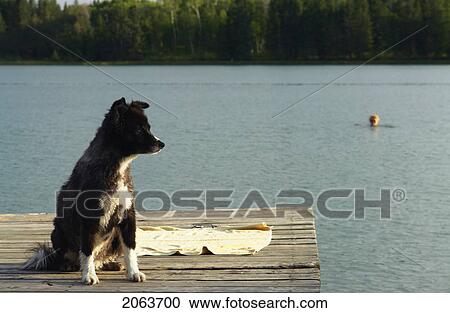 Stock Image - Dog At Katherine Lake; Canada, Manitoba, Riding Mountain National Park. Motor Boats Are Not Allowed On Katherine Lake.. Fotosearch