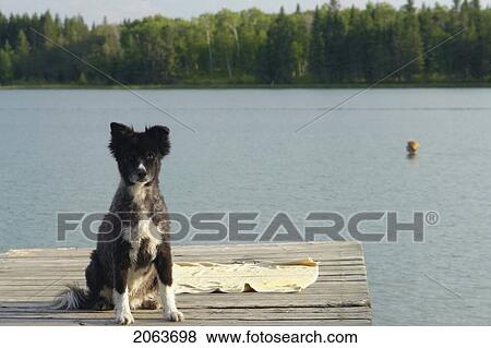 Dog At Katherine Lake, Canada, Manitoba, Riding Mountain National Park. Motor Boats Are Not Allowed On Katherine Lake. View Large Photo Image Stock Photo - Dog At Katherine Lake, Canada, Manitoba, Riding Mountain National Park. Motor Boats Are Not Allowed On Katherine Lake.. Fotosearch