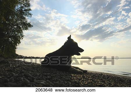 Stock Photo - Dog By Clear Lake Evening; Canada, Manitoba, Riding Mountain National Park. Fotosearch
