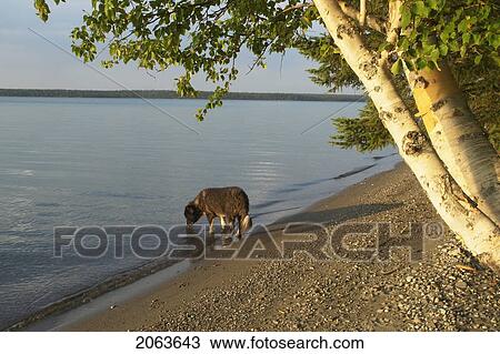 Stock Image - Dog Drinking From Clear Lake; Canada, Manitoba, Riding Mountain National Park. Fotosearch