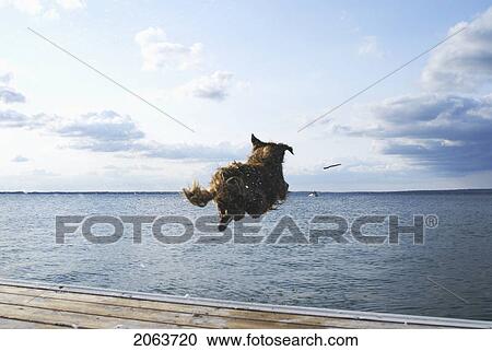 Stock Image - Dog Going Of Dock After Stick, Clear Lake, Canada, Manitoba, Riding Mountain National Park. Fotosearch
