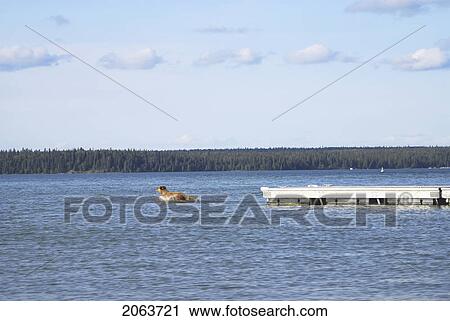 Stock Image - Dog Going Of Dock After Stick, Clear Lake, Canada, Manitoba, Riding Mountain National Park. Fotosearch