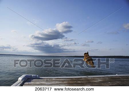 Stock Photo - Dog Going Of Dock After Stick, Clear Lake, Canada, Manitoba, Riding Mountain National Park. Fotosearch