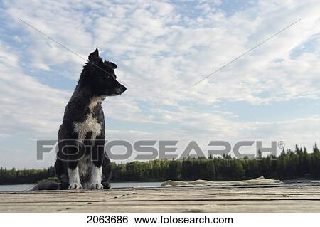 Dog On Dock At Lake Katherine, No Motor Boats Allowed.; Canada, Manitoba, Riding Mountain National Park View Large Photo Image Stock Photograph - Dog On Dock At Lake Katherine, No Motor Boats Allowed.; Canada, Manitoba, Riding Mountain National Park. Fotosearch