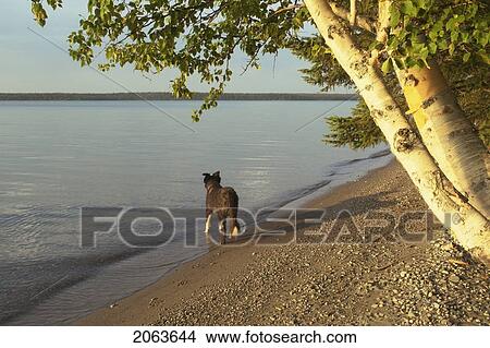 Picture - Dog On Shore Of Clear Lake.; Canada, Manitoba, Riding Mountain National Park. Fotosearch