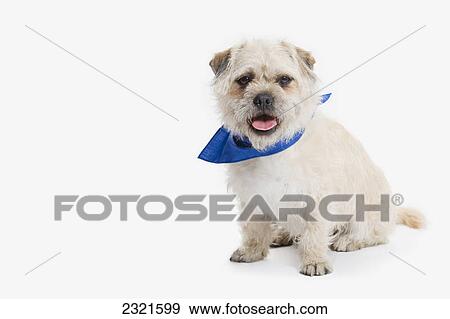 Stock Photo - Dog With A Blue Bandana Collar On A White Background; St. Albert Alberta Canada. Fotosearch