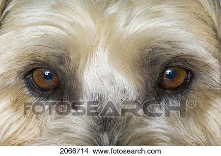 Picture - Dog's Eyes Close-Up.. Fotosearch