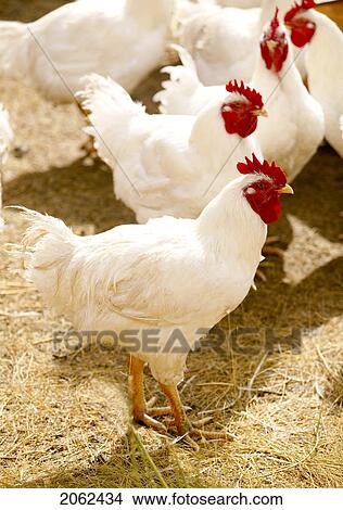 Domestic Free-Range Chickens, Saskatchewan, Canada View Large Photo Image Picture - Domestic Free-Range Chickens, Saskatchewan, Canada. Fotosearch