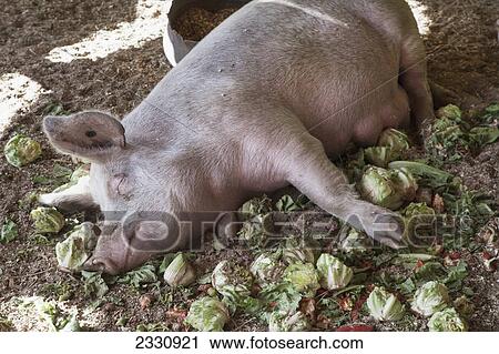Stock Image - Domestic pig sleeping; Saskatchewan canada. Fotosearch