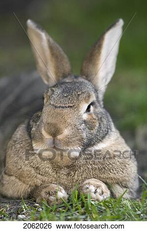 Stock Photograph - Domestic Rabbit. Fotosearch