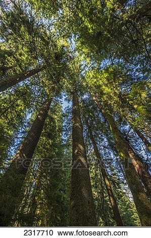 Douglas Fir Trees In Carmanah Walbran Provincial Park; British Columbia Canada View Large Photo Image Stock Image - Douglas Fir Trees In Carmanah Walbran Provincial Park; British Columbia Canada. Fotosearch