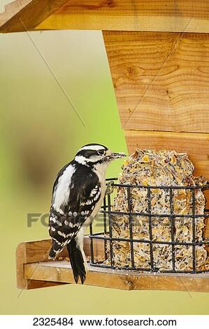 Picture - Downy woodpecker (picoides pubescens) eating seed at a bird feeder; Ohio united states of america. Fotosearch