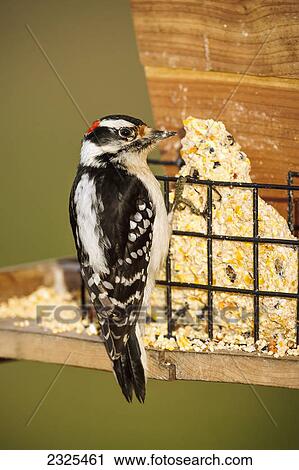Stock Image - Downy woodpecker (picoides pubescens); Ohio united states of america. Fotosearch