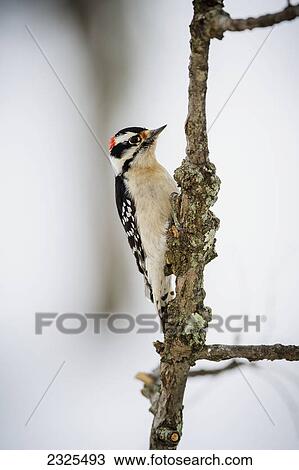 Downy woodpecker (picoides pubescens); Ohio united states of america View Large Photo Image Stock Image - Downy woodpecker (picoides pubescens); Ohio united states of america. Fotosearch