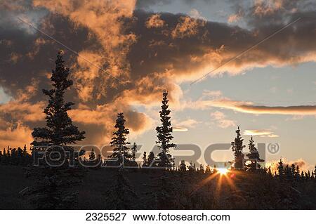Stock Photo - Dramatic clouds lit up at sunrise over open spruce forest denali national park; Alaska united states of america. Fotosearch